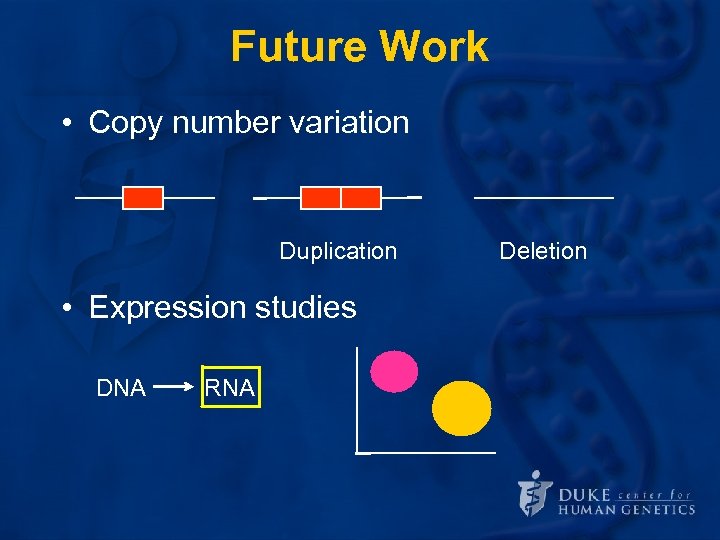 Future Work • Copy number variation Duplication • Expression studies DNA RNA Deletion 