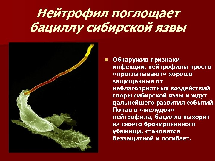Нейтрофил поглощает бациллу сибирской язвы n Обнаружив признаки инфекции, нейтрофилы просто «проглатывают» хорошо защищенные