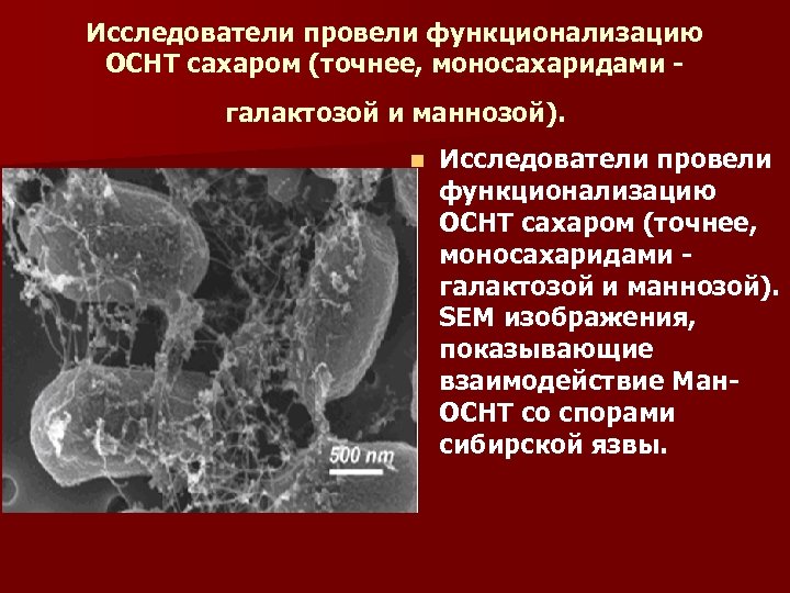 Исследователи провели функционализацию ОСНТ сахаром (точнее, моносахаридами галактозой и маннозой). n Исследователи провели функционализацию