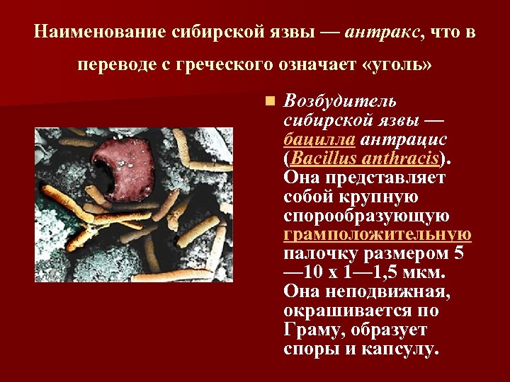 Наименование сибирской язвы — антракс, что в переводе с греческого означает «уголь» n Возбудитель