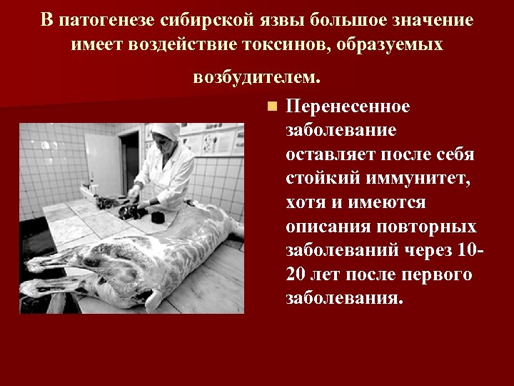 В патогенезе сибирской язвы большое значение имеет воздействие токсинов, образуемых возбудителем. n Перенесенное заболевание