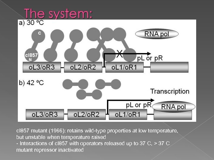 The system: c. I 857 mutant (1966): retains wild-type properties at low temperature, but