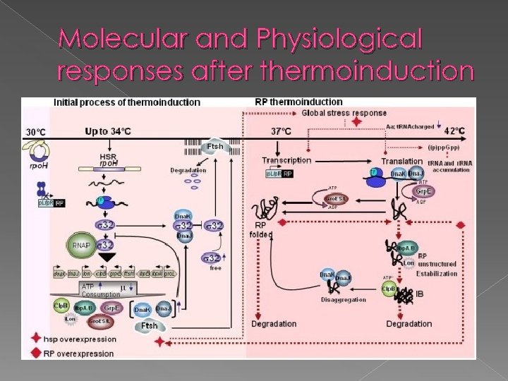 Molecular and Physiological responses after thermoinduction 