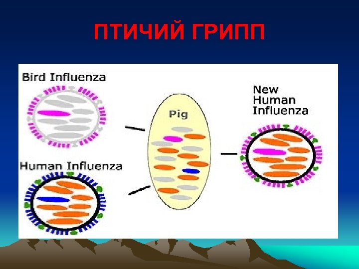 ПТИЧИЙ ГРИПП 