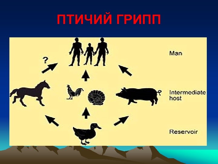 ПТИЧИЙ ГРИПП 