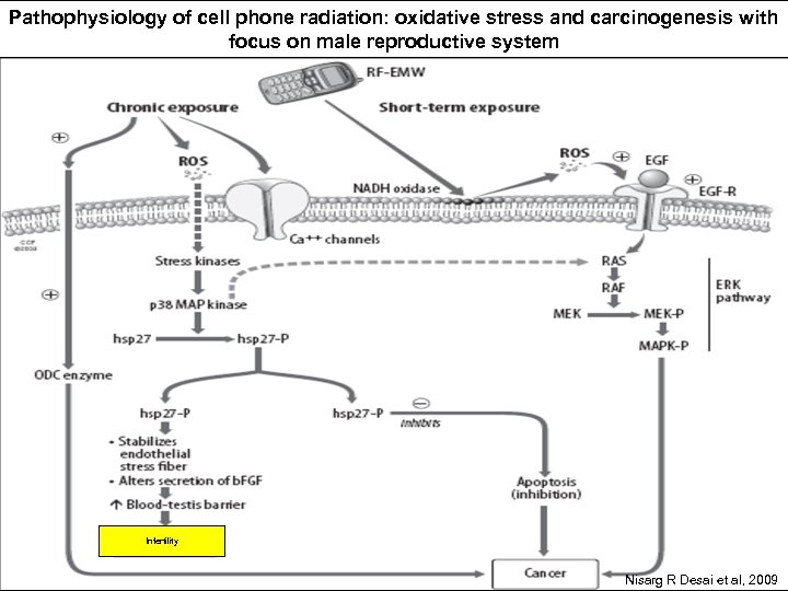 Pathophysiology of cell phone radiation: oxidative stress and carcinogenesis with focus on male reproductive