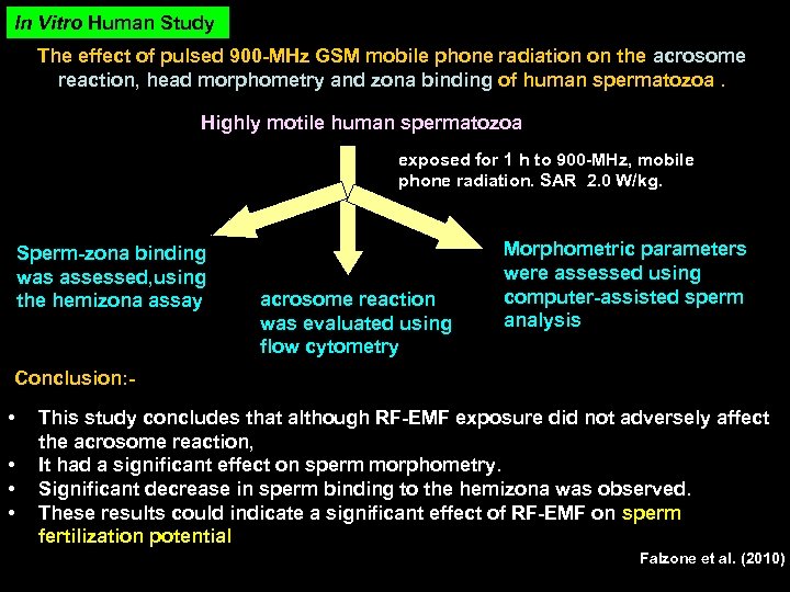 In Vitro Human Study The effect of pulsed 900 -MHz GSM mobile phone radiation