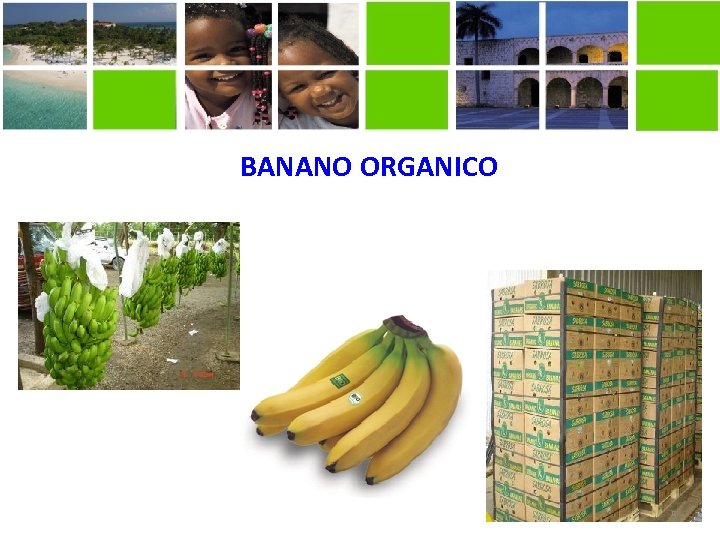 BANANO ORGANICO 5 