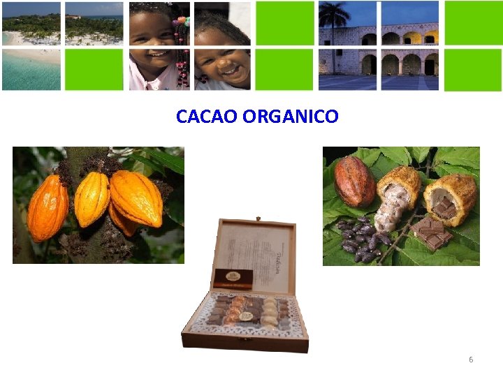 CACAO ORGANICO 6 