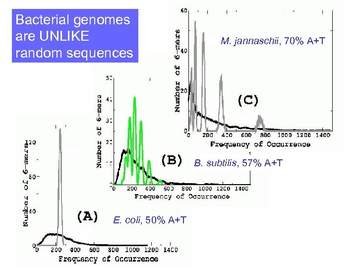 Bacterial genomes are UNLIKE random sequences M. jannaschii, 70% A+T B. subtilis, 57% A+T