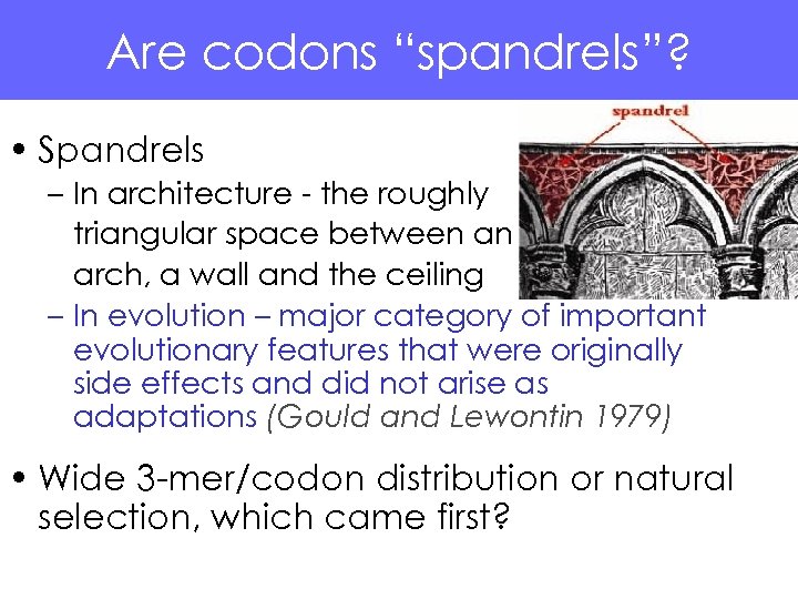 Are codons “spandrels”? • Spandrels – In architecture - the roughly triangular space between