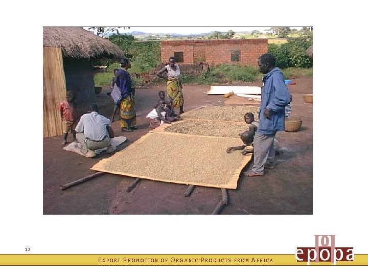 13 EXPORT PROMOTION OF ORG ANIC PRODUCTS FROM AFRICA 