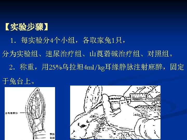 【实验步骤】 1．每实验分4个小组，各取家兔 1只， 分为实验组、速尿治疗组、山莨菪碱治疗组、对照组。 2．称重，用 25%乌拉坦 4 ml/kg耳缘静脉注射麻醉，固定 于兔台上。 