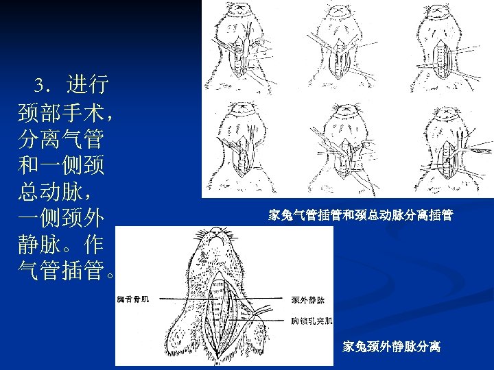 3．进行 颈部手术， 分离气管 和一侧颈 总动脉， 一侧颈外 静脉。作 气管插管。 家兔气管插管和颈总动脉分离插管 家兔颈外静脉分离 
