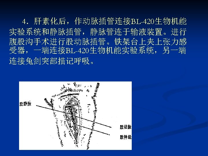 4．肝素化后，作动脉插管连接BL-420生物机能 实验系统和静脉插管，静脉管连于输液装置。进行 腹股沟手术进行股动脉插管。铁架台上夹上张力感 受器，一端连接BL-420生物机能实验系统，另一端 连接兔剑突部描记呼吸。 