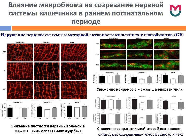 Влияние микробиома на созревание нервной системы кишечника в раннем постнатальном периоде Нарушение нервной системы