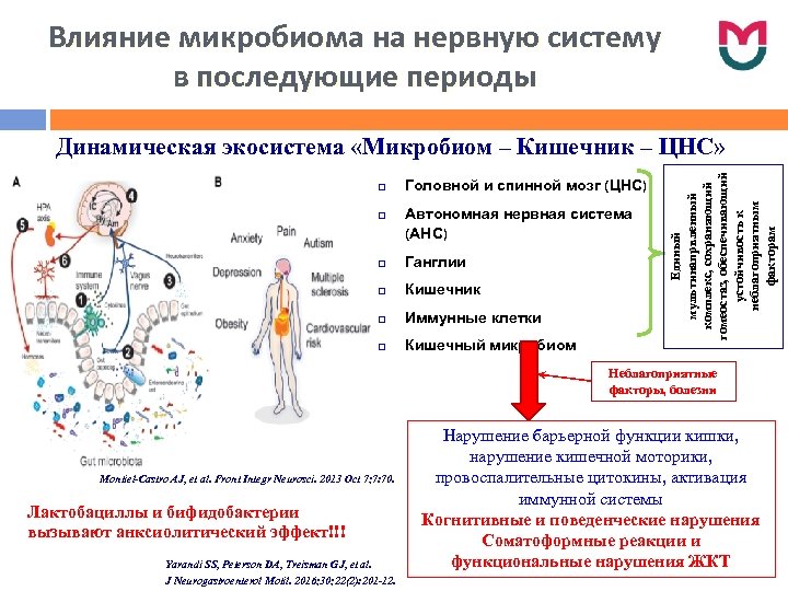 Влияние микробиома на нервную систему в последующие периоды Головной и спинной мозг (ЦНС) Автономная