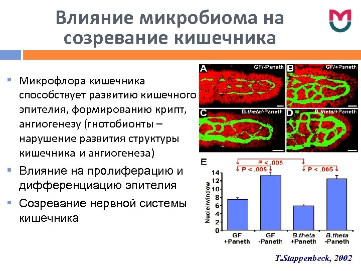 Влияние микробиома на созревание кишечника § Микрофлора кишечника способствует развитию кишечного эпителия, формированию крипт,
