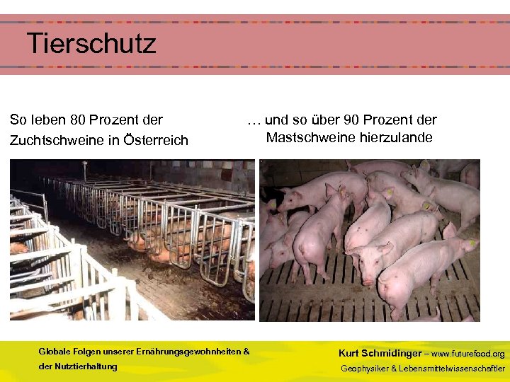 Tierschutz So leben 80 Prozent der Zuchtschweine in Österreich … und so über 90