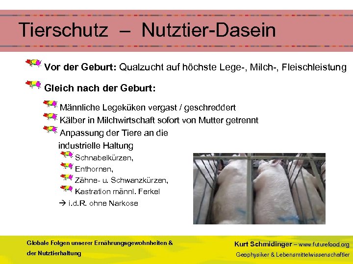  Tierschutz – Nutztier-Dasein Vor der Geburt: Qualzucht auf höchste Lege-, Milch-, Fleischleistung Gleich