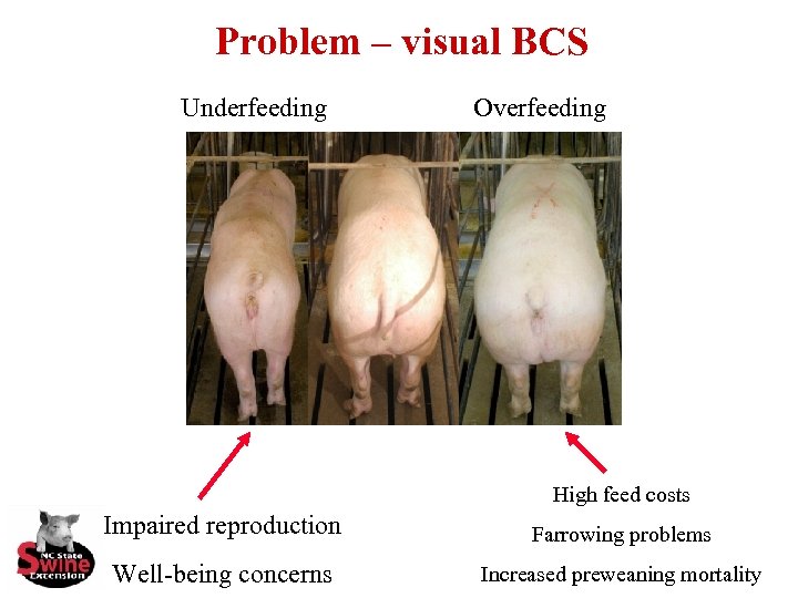 Problem – visual BCS Underfeeding Overfeeding High feed costs Impaired reproduction Farrowing problems Well-being