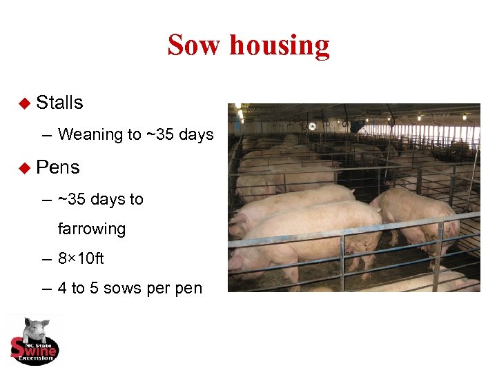 Sow housing u Stalls – Weaning to ~35 days u Pens – ~35 days