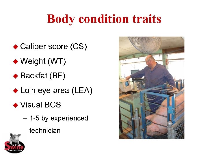 Body condition traits u Caliper score (CS) u Weight (WT) u Backfat (BF) u