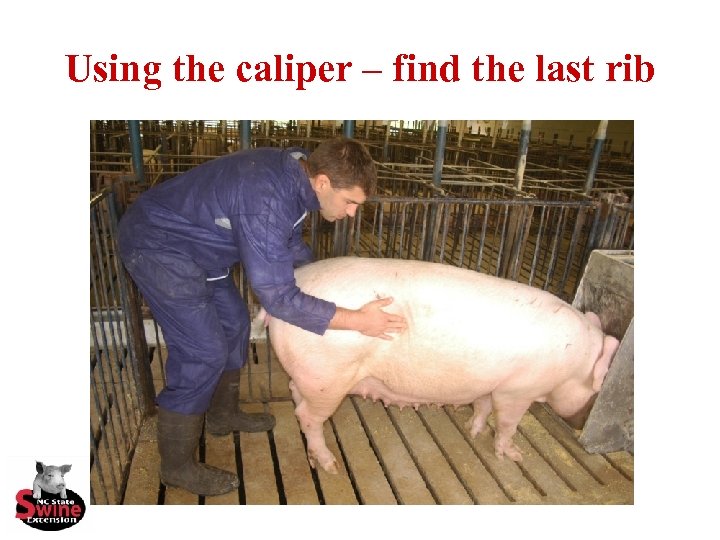 Using the caliper – find the last rib 