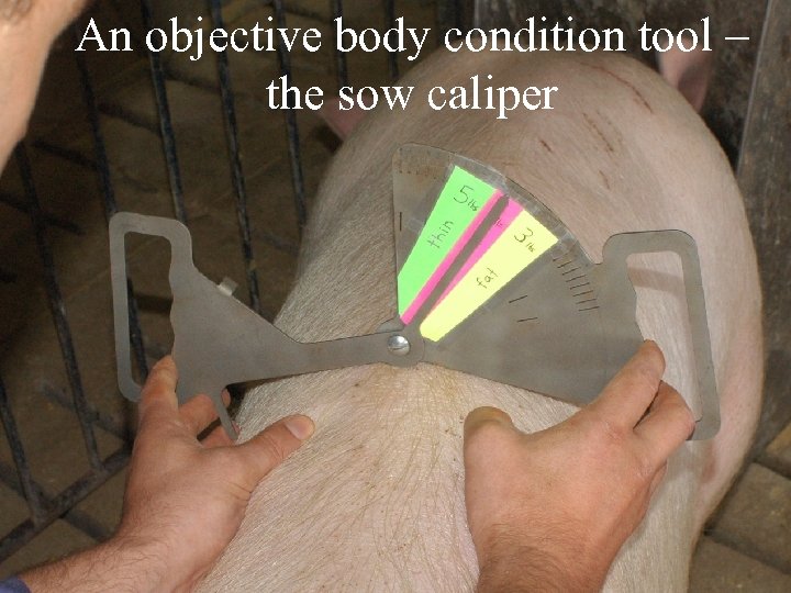 An objective body condition tool – Knauer sow body condition caliper the sow caliper