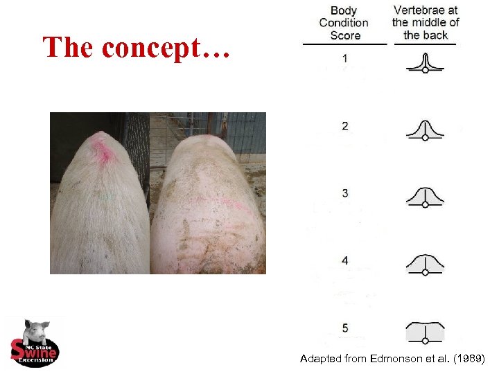 The concept… Adapted from Edmonson et al. (1989) 