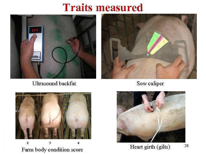 Traits measured Ultrasound backfat 2 3 Sow caliper 4 Farm body condition score Heart