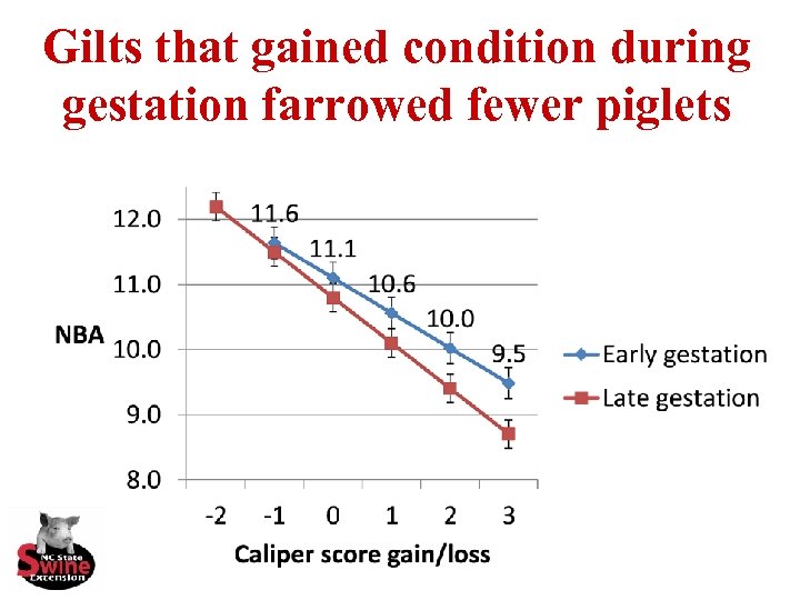 Gilts that gained condition during gestation farrowed fewer piglets 