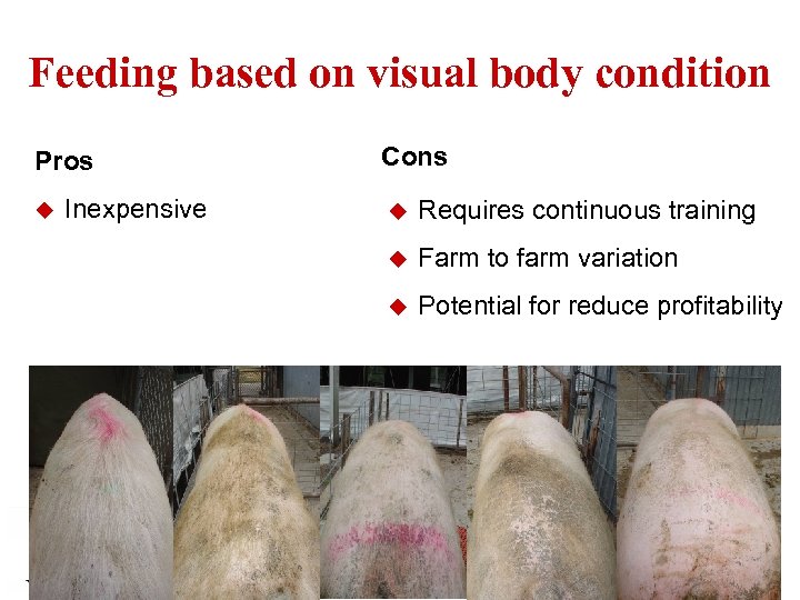 Feeding based on visual body condition Pros u Inexpensive Cons u Requires continuous training