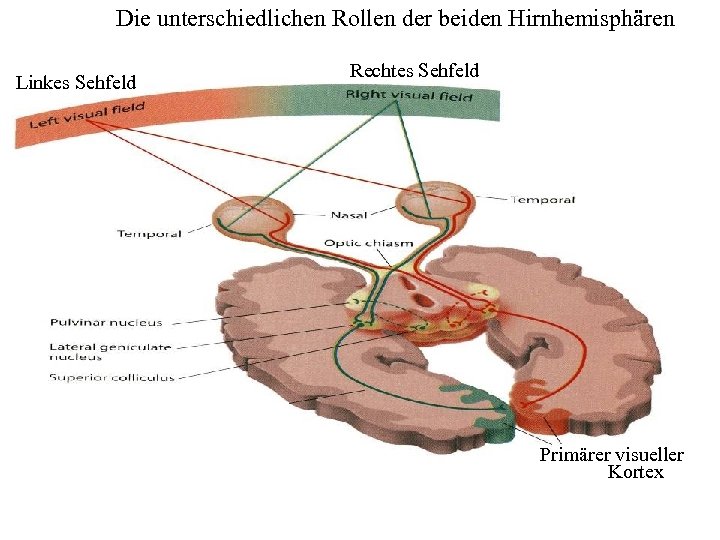 Die unterschiedlichen Rollen der beiden Hirnhemisphären Linkes Sehfeld Rechtes Sehfeld Primärer visueller Kortex 