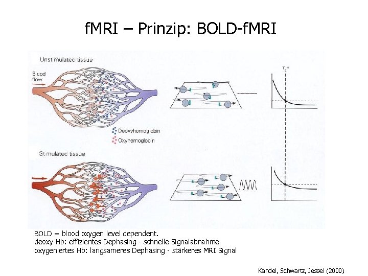 f. MRI – Prinzip: BOLD-f. MRI BOLD = blood oxygen level dependent. deoxy-Hb: effizientes