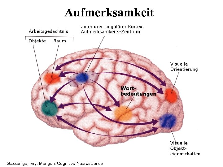 Aufmerksamkeit Gazzaniga, Ivry, Mangun: Cognitive Neuroscience 