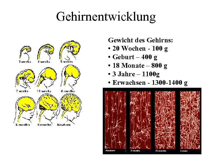 Gehirnentwicklung Gewicht des Gehirns: • 20 Wochen - 100 g • Geburt – 400