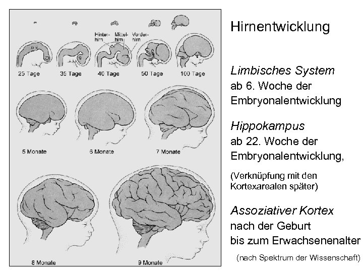 Hirnentwicklung Limbisches System ab 6. Woche der Embryonalentwicklung Hippokampus ab 22. Woche der Embryonalentwicklung,