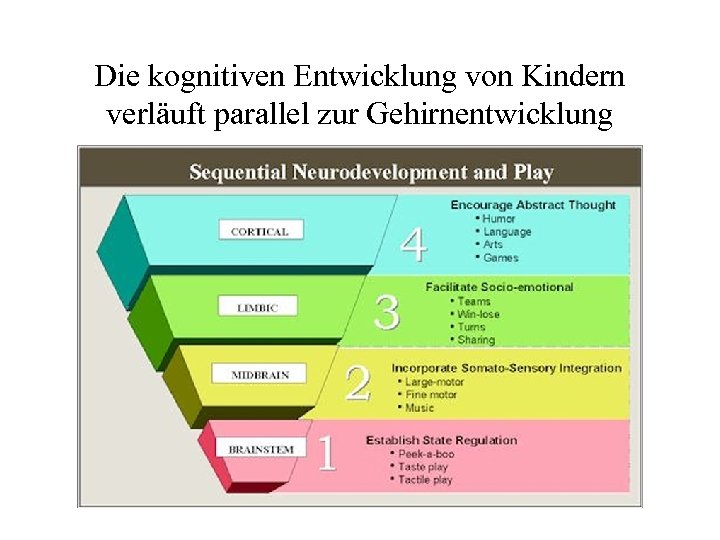Die kognitiven Entwicklung von Kindern verläuft parallel zur Gehirnentwicklung 