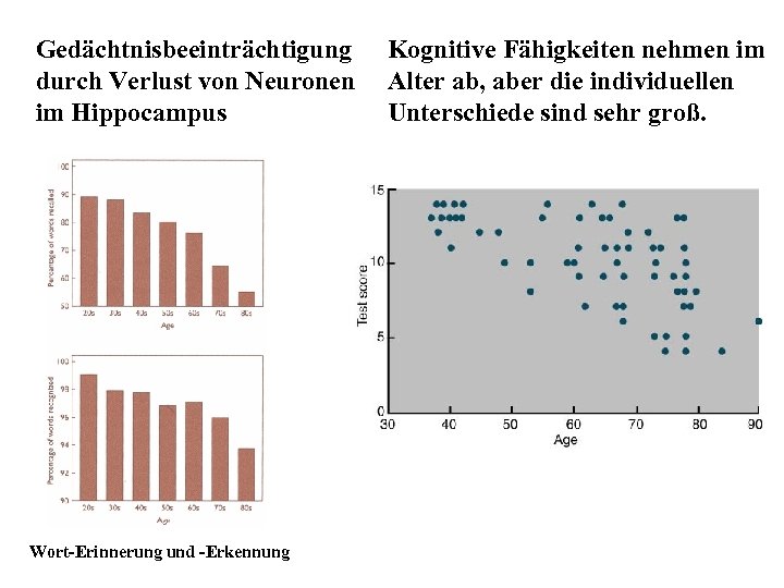 Gedächtnisbeeinträchtigung durch Verlust von Neuronen im Hippocampus Wort-Erinnerung und -Erkennung Kognitive Fähigkeiten nehmen im