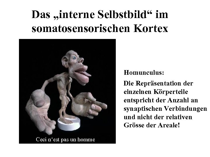 Das „interne Selbstbild“ im somatosensorischen Kortex Homunculus: Die Repräsentation der einzelnen Körperteile entspricht der