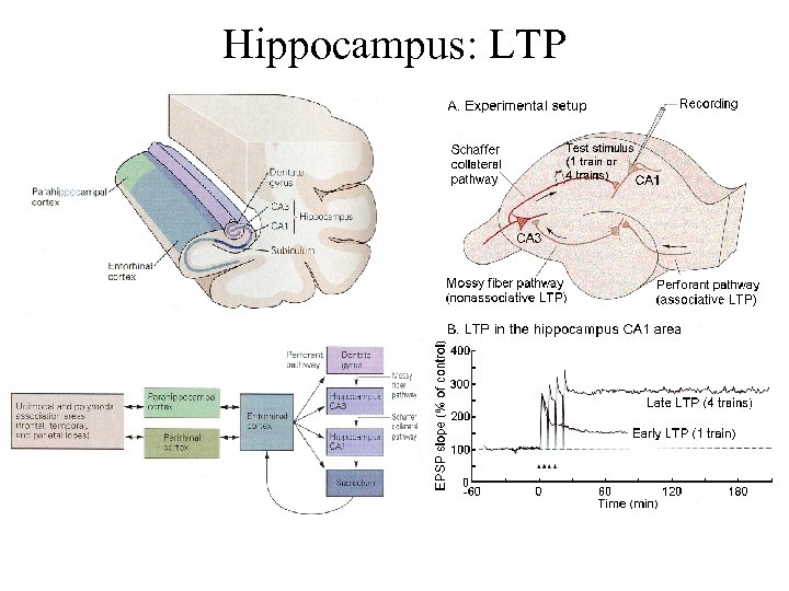 Hippocampus: LTP 