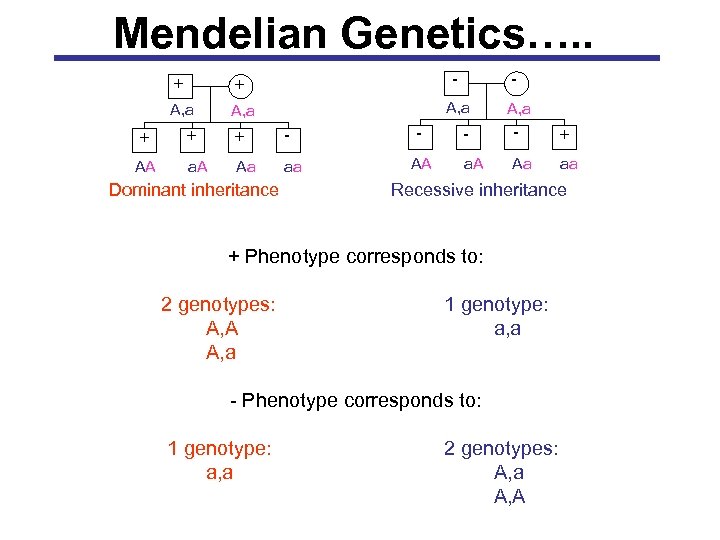 Mendelian Genetics…. . - + + - A, a + + + - AA