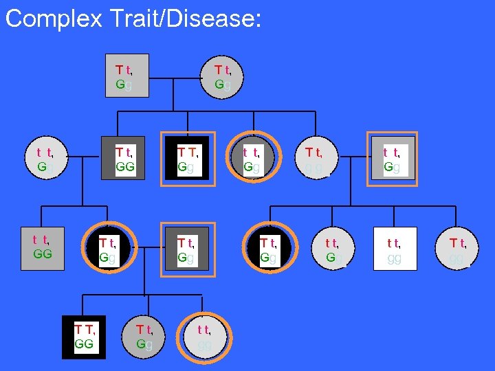 Complex Trait/Disease: gene ‘T’: Family Pedigree following Quantitative Trait/Disease: Recessive Trait/Disease: Dominant Trait/Disease: Tt