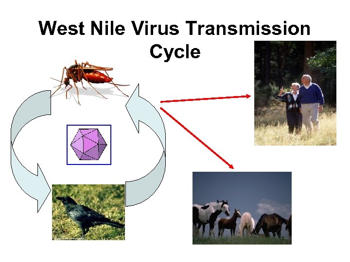 West Nile Virus Transmission Cycle 