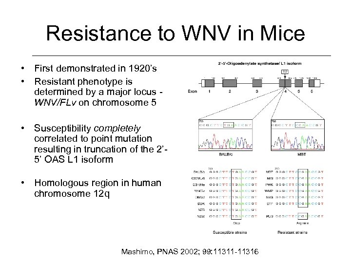 Resistance to WNV in Mice • First demonstrated in 1920’s • Resistant phenotype is