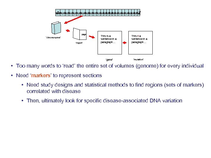 A Z page ‘chromosome’ ‘region’ This is a sentence in a paragraph… ‘gene’ This