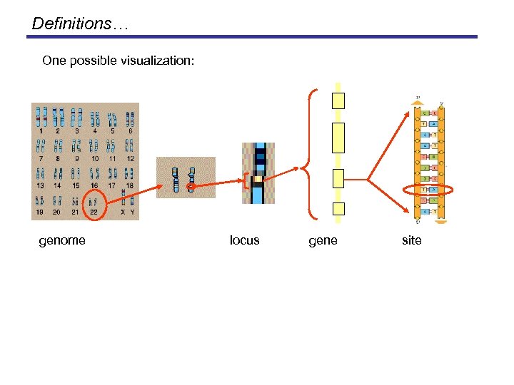 Definitions… One possible visualization: genome locus gene site 