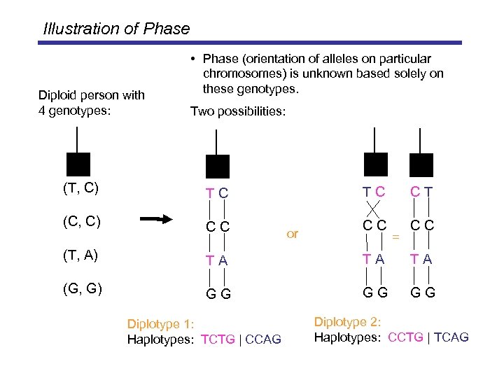 Illustration of Phase Diploid person with 4 genotypes: • Phase (orientation of alleles on