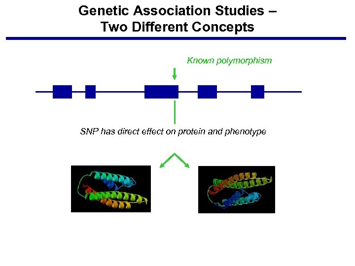 Genetic Association Studies – Two Different Concepts Known polymorphism SNP has direct effect on